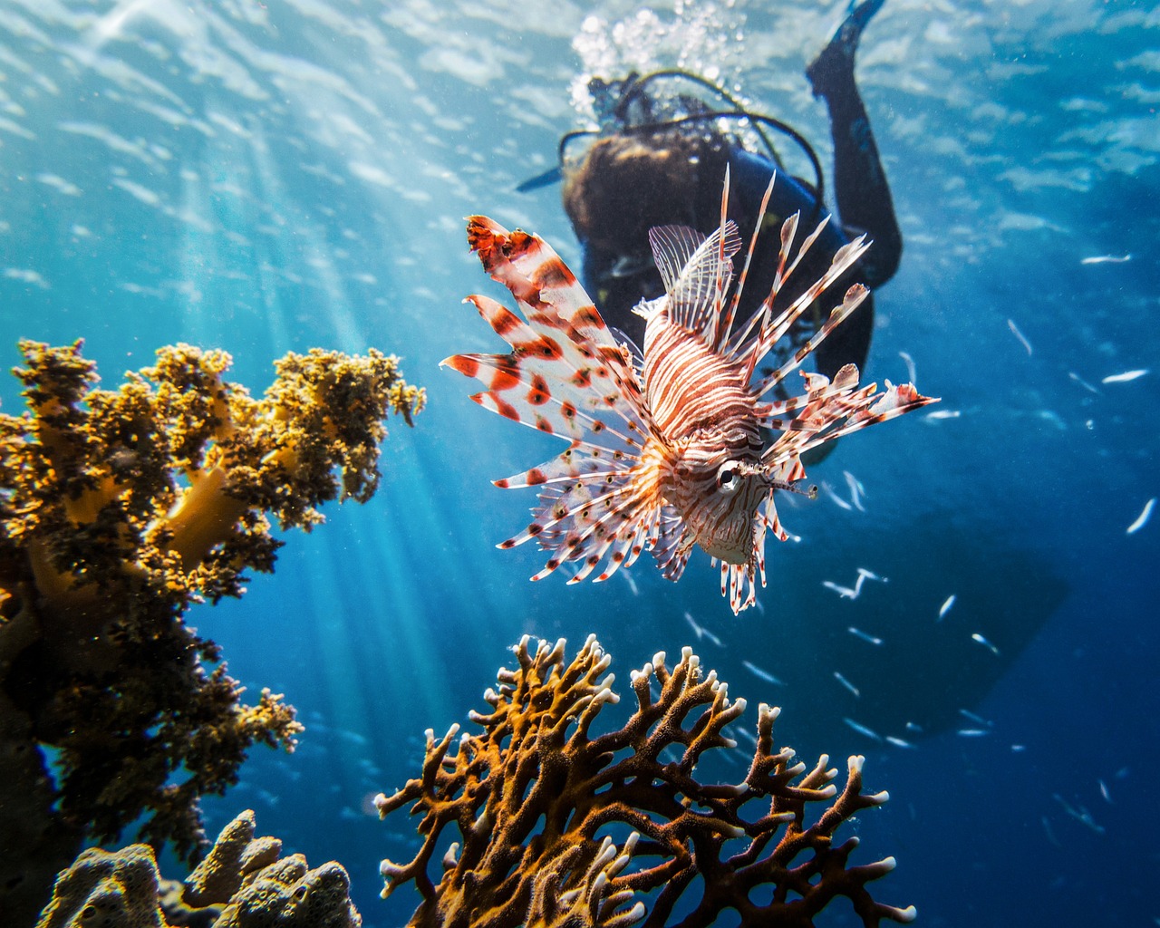 red sea, lionfish, scuba-2613882.jpg